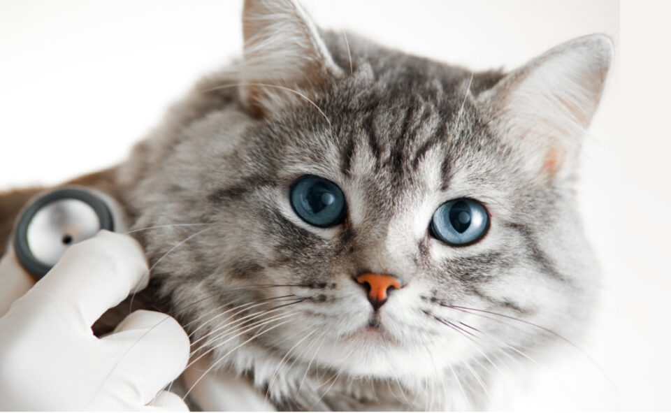 Pet Insurance Review