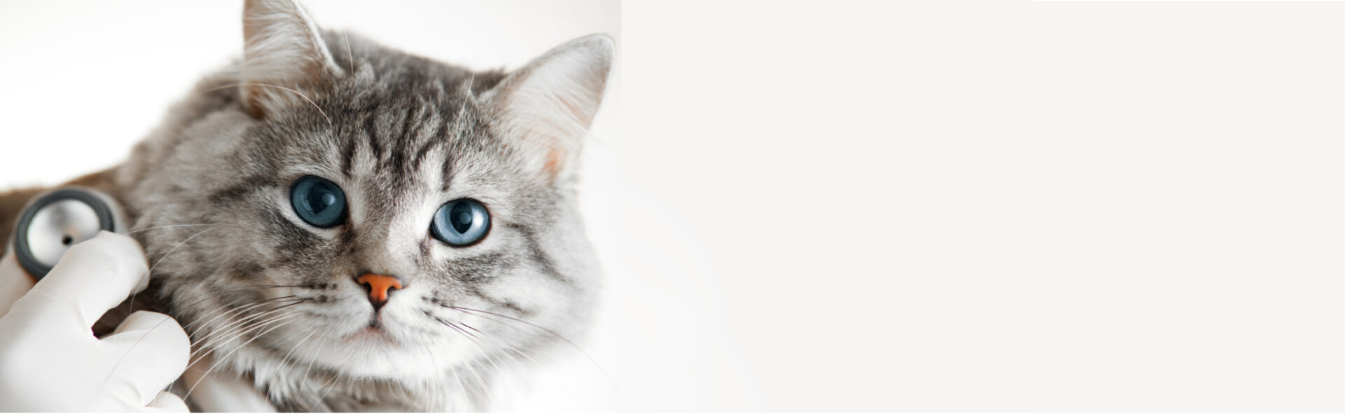 Pet Insurance Review
